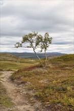 Hiking trail to the Alta Gorge, Finnmark plateau, near Alta, Arctic Circle, Norway, Scandinavia,