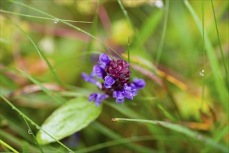 Common selfheal (Prunella vulgaris), flower, nature photograph, Tynset, Innlandet, Norway, Europe