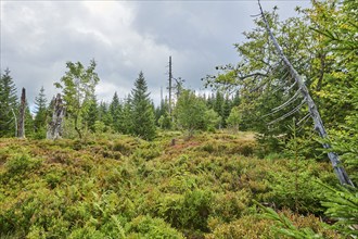 Vegetation with Norway spruce (Picea abies) and colored European blueberry (Vaccinium myrtillus) on