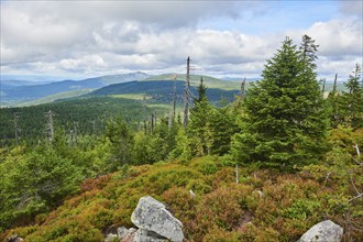 Vegetation with Norway spruce (Picea abies) and colored European blueberry (Vaccinium myrtillus) on