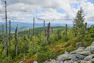 Vegetation with Norway spruce (Picea abies) and colored European blueberry (Vaccinium myrtillus) on