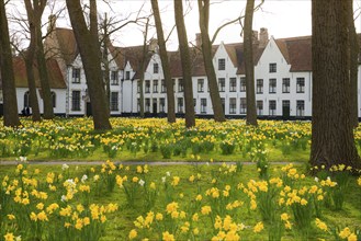 The Beguinage, Benelux, city, city trip, garden, flowers, yellow, religious, religion, West