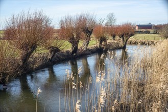 Willow trees on the edge of a water stream in Kabusa, Ystad municipality, Skåne, Sweden,