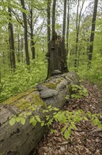 Beech forest (Fagus sylvatica), fresh deciduous shoots, Hainich, Thuringia, Germany, Europe