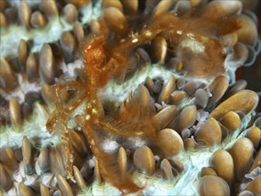 An orange crab, orang-utan crab (Achaeus japonicus), on colourful patterned coral structures, dive