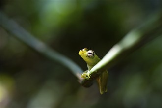 Glass frog (Centrolenidae) sitting on a stem, Heredia province, Costa Rica, Central America