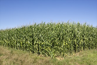 Symbolic image, renewable energies, maize plants, biogas plant, feed maize, maize cobs, immature,