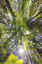 View from below through the green leaves of a treetop in the forest, illuminated by sunlight,