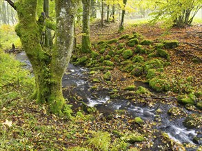 Hill Stream, the Schwartzbach, moss covered boulders and trees, and surrounding forest in autumn