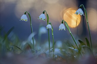 Spring snowdrop (Leucojum vernum), March snowdrop, March bells, sunset, blossoms, plants, spring,