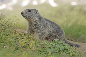 Marmot (Marmota), Grossglockner High Alpine Road, Salzburger Land, Austria, Europe