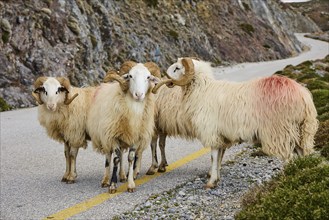 Four sheep standing on a winding road in a picturesque mountain landscape with rocks and bushes,