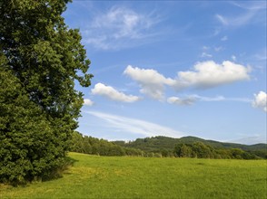 Green summer meadow at the edge of a forest, Lusatian Mountains, Bohemia, Czech Republic, Europe