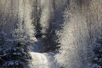 Winter landscape, forest path leads into the mixed forest covered with hoarfrost, Arnsberg Forest