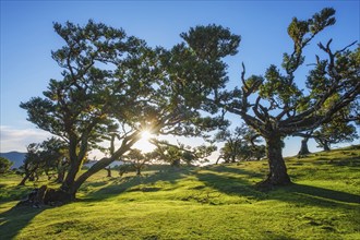 Centuries-old til trees in fantastic magical idyllic Fanal Laurisilva forest on sunset. Madeira