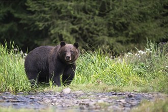 European brown bear or Eurasian brown bear (Ursus arctos arctos), male brown bear in a forest