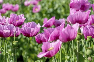 Opium poppy (Papaver somniferum), cultivation of edible poppy, poppy field, Donnersbergkreis,