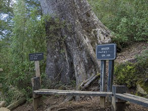 Park Huerquehue near Pucon, viewpoint No. 2 on hiking trail Los Lagos, signpost to Lago Verde, La