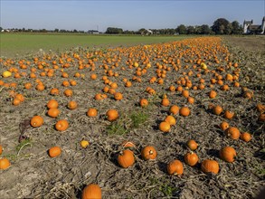 Pumpkin field with ripe pumpkins in Löderup, Ystad municipality, Skåne county, Sweden, Scandinavia,