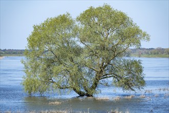 Willow (Salix) standing in the water, Elbe floodplain, floodplain landscape, UNESCO Biosphere