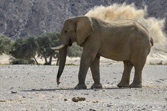 Desert elephant (Loxodonta africana) taking a sand bath in the Hoanib dry river, Kaokoveld, Kunene