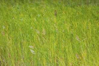 Tall blades of grass in bright green, close-up, Lake Neusiedl National Park, Burgenland, Austria,