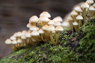 Conifer tuft (Hypholoma capnoides), also known as honey agaric, grows on a dead tree stump in a