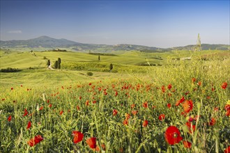 Landscape at sunrise around Pienza, Val d'Orcia, Orcia Valley, UNESCO World Heritage Site, Province