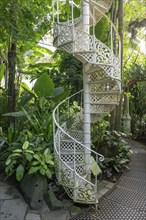 Decorative white cast iron spiral staircase amidst lush vegetation, historic greenhouse, palm