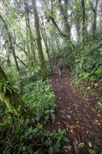 Hiker, tourist on a hiking trail in the rainforest, dense vegetation, Monteverde cloud forest,