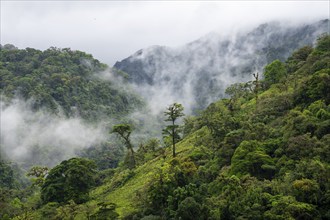 Fog drifts through the rainforest, treetops in the dense forest, mountain rainforest, Alajuela