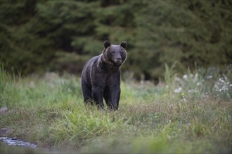 European brown bear or Eurasian brown bear (Ursus arctos arctos), brown bear in a forest clearing