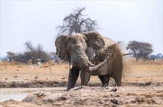 African elephant (Loxodonta africana), taking a mud bath at the waterhole, splashing water with its