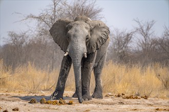 African elephant (Loxodonta africana), African savannah, Nxai Pan National Park, Botswana Botswana