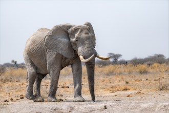 African elephant (Loxodonta africana), African savannah, Nxai Pan National Park, Botswana Botswana