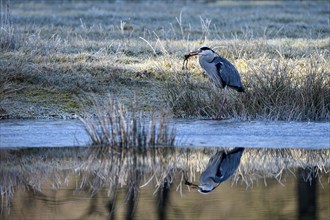 Grey heron (Ardea cinerea), hunting, with captured Common Frog, reflection in the water, Dingdener