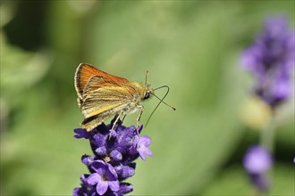 Large skipper (Ochlodes venatus), collecting nectar from a flower of Common lavender (Lavandula