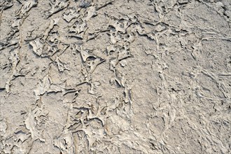 Soil, structure of a dried up salt pan, Nxai Pan National Park, Botswana, Africa