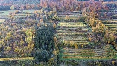 Vineyards in autumn near Schwallenbach, Wachau, Lower Austria, Austria, Europe