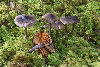 Brown cracked mushrooms (Inocybe) protruding from dense moss in the forest, Baden-Württemberg,