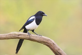 Magpie, (Pica pica) sitting on a branch with contrasting blue, black and white feathers, wildlife,