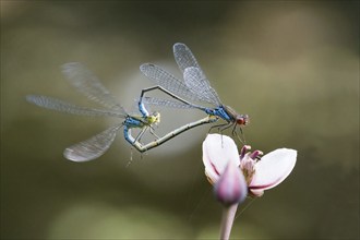 Mating, mating wheel of the Small Red-eyed Damselfly (Erythromma viridulum) on a flower of the