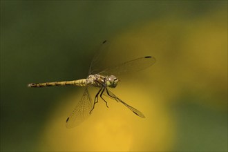 Close-up of a Black-tailed Skimmer (Orthetrum cancellatum), female, in flight against a blurred