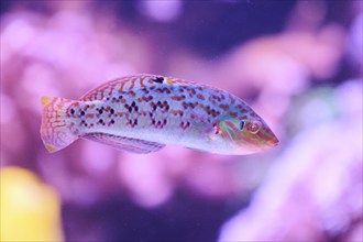 Ray-finned fish (Actinopterygii) swimming in an aquarium, Bavaria, Germany, Europe