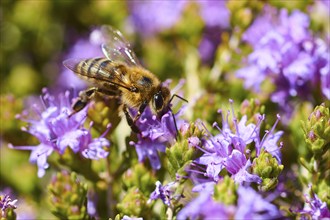 Close-up of a bee on purple flowers in the sunshine, Lefka Ori, White Mountains, mountain massif,