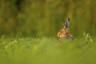 Brown hare (Lepus europaeus) adult animal in a farmland maize field in the summer, Norfolk, England