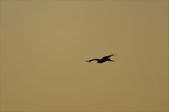 Red kite (Milvus milvus) silhouette of a adult bird in flight at sunset, Suffolk, England, United