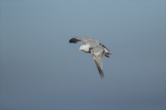 Herring gull (Larus argentatus) adult bird in flight, Suffolk, England, United Kingdom, Europe