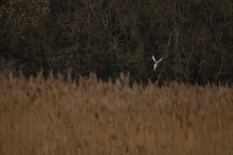 Barn owl (Tyto alba) adult bird hunting over reedbeds at dusk, Cambridgeshire, England, United