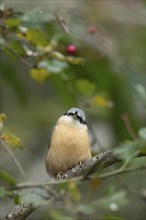 Eurasian nuthatch (Sitta europaea) adult bird sleeping on a Hawthorn tree branch, Wales, United